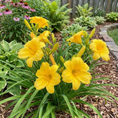 Hemerocallis 'Stella de Oro' plant detail.