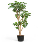 Heptapleurum (Schefflera) actinophyllum 'Amate' potted plant in nursery pot on white background.
