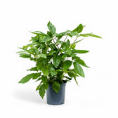 Heptapleurum (Schefflera) actinophyllum 'Amate' potted plant in nursery pot on white background.
