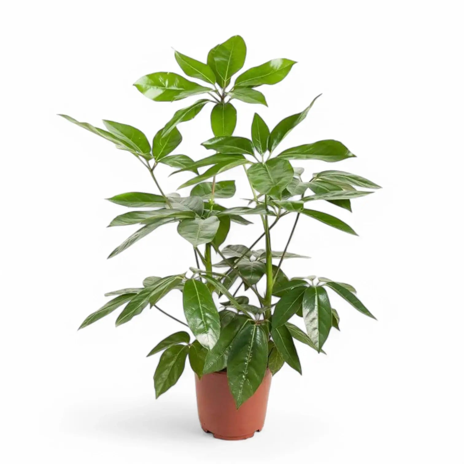 Heptapleurum (Schefflera) actinophyllum 'Amate' potted plant in nursery pot on white background.