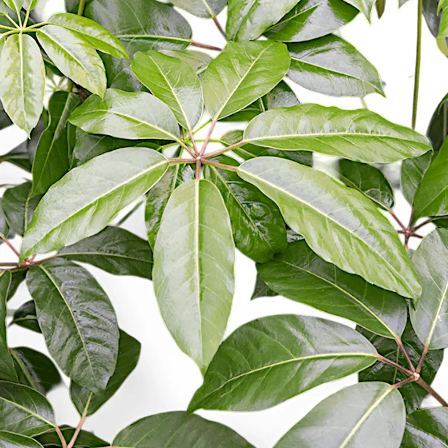 Heptapleurum (Schefflera) actinophyllum 'Amate' potted plant in nursery pot on white background.