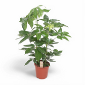 Heptapleurum (Schefflera) actinophyllum 'Amate' potted plant in nursery pot on white background.