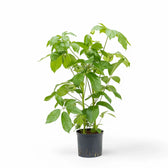 Heptapleurum (Schefflera) actinophyllum 'Amate' potted plant in nursery pot on white background.