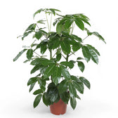 Heptapleurum (Schefflera) actinophyllum 'Amate' potted plant in nursery pot on white background.