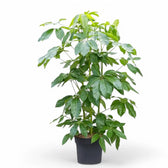 Heptapleurum (Schefflera) actinophyllum 'Amate' potted plant in nursery pot on white background.
