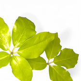 Heptapleurum actinophyllum 'Golden Amate' – Blattdetail vor weißem Hintergrund..
