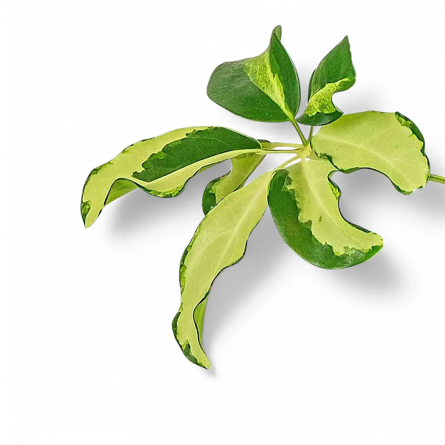 Nahaufnahme von Heptapleurum (Schefflera) arboricola 'Charlotte' vor weißem Hintergrund.