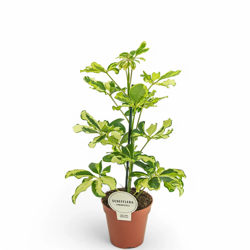 Heptapleurum (Schefflera) arboricola 'Charlotte' potted plant in nursery pot on white background.