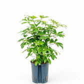 Heptapleurum arboricola 'Compactum' Zimmerpflanze im Anzuchttopf vor weißem Hintergrund, Produktfoto 2.