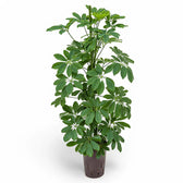 Heptapleurum arboricola 'Compactum' Zimmerpflanze im Anzuchttopf vor weißem Hintergrund, Produktfoto 4.