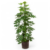Heptapleurum arboricola 'Compactum' Zimmerpflanze im Anzuchttopf vor weißem Hintergrund, Produktfoto 5.