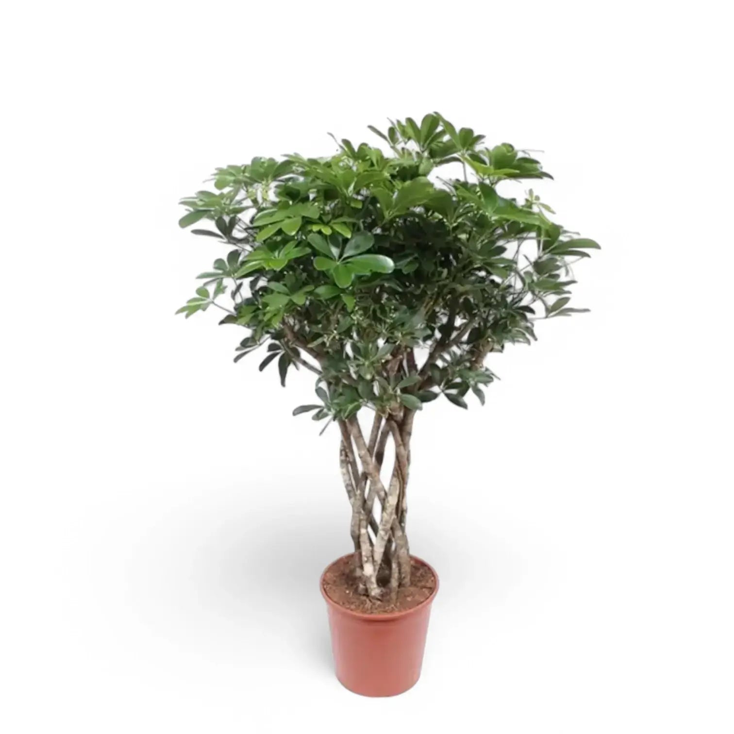 Heptapleurum arboricola 'Compactum' Zimmerpflanze im Anzuchttopf vor weißem Hintergrund, Produktfoto 6.