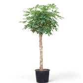 Heptapleurum arboricola 'Compactum' Zimmerpflanze im Anzuchttopf vor weißem Hintergrund, Produktfoto 8.