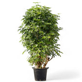 Heptapleurum arboricola 'Compactum' Zimmerpflanze im Anzuchttopf vor weißem Hintergrund, Produktfoto 9.