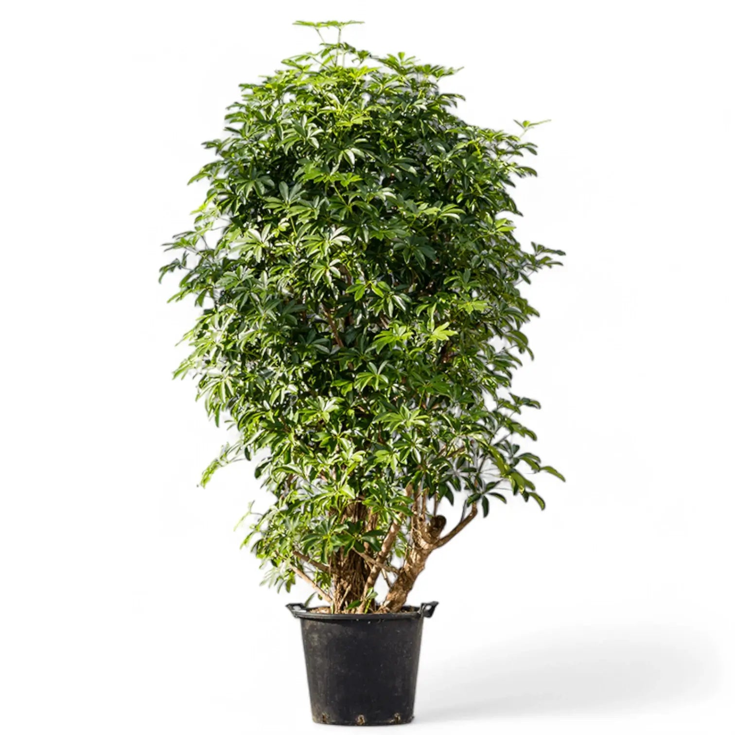 Heptapleurum arboricola 'Compactum' Zimmerpflanze im Anzuchttopf vor weißem Hintergrund, Produktfoto 9.