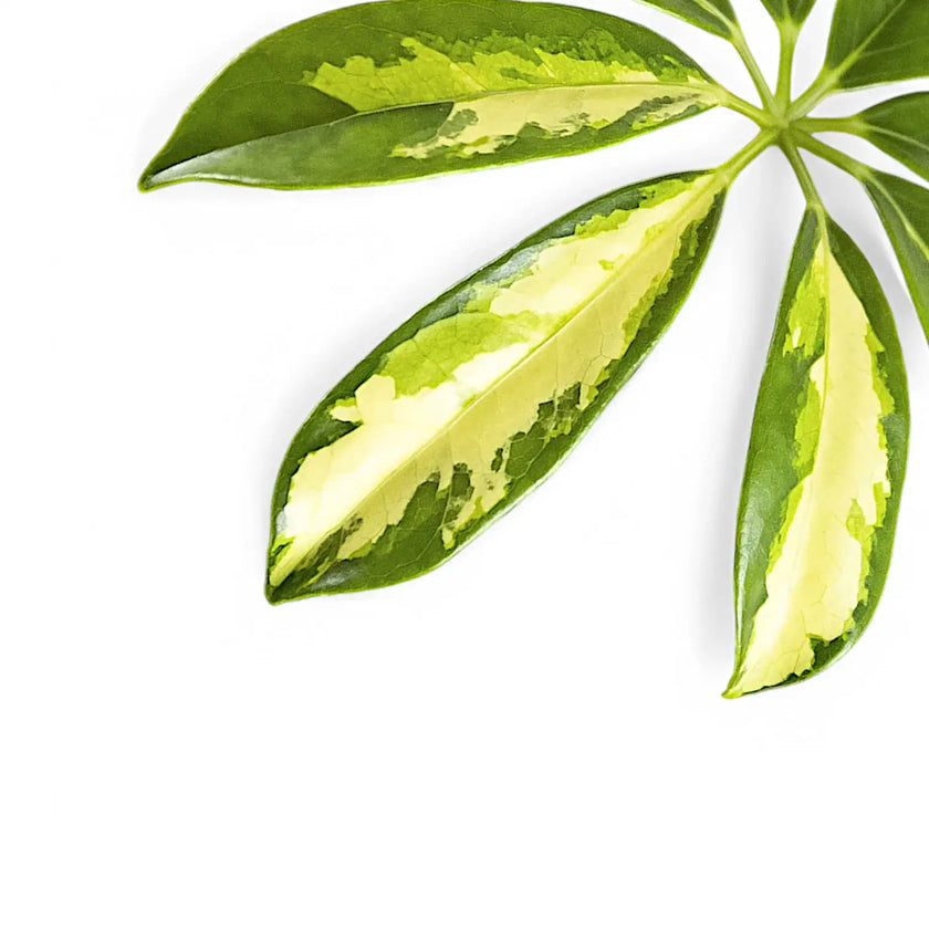 Heptapleurum (Schefflera) arboricola 'Gerda' leaf detail on white background.