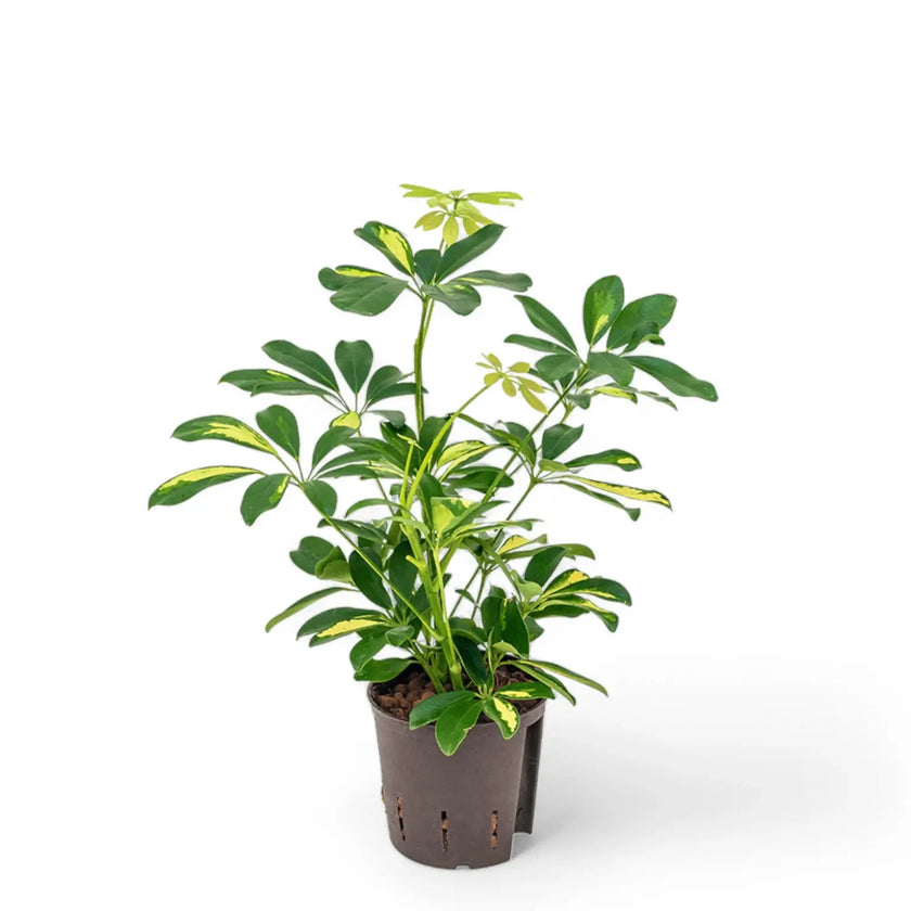 Heptapleurum (Schefflera) arboricola 'Gold Capella' potted plant in nursery pot on white background.