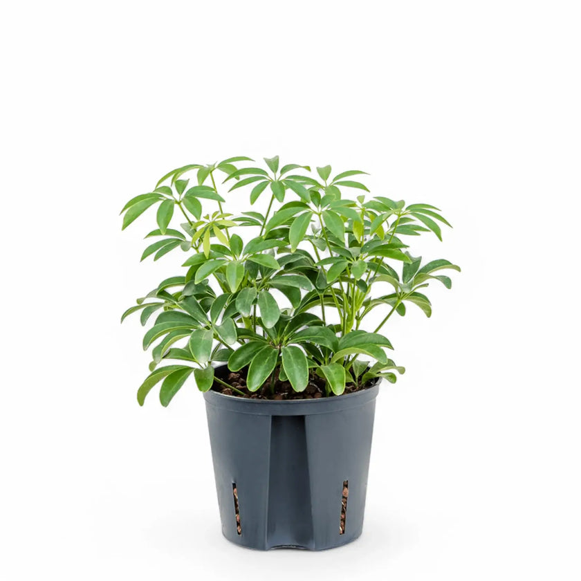 Heptapleurum arboricola 'Luseana' potted plant in nursery pot on white background.