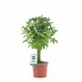 Heptapleurum arboricola 'Luseana' potted plant in nursery pot on white background.