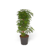 Heptapleurum arboricola 'Luseana' potted plant in nursery pot on white background.