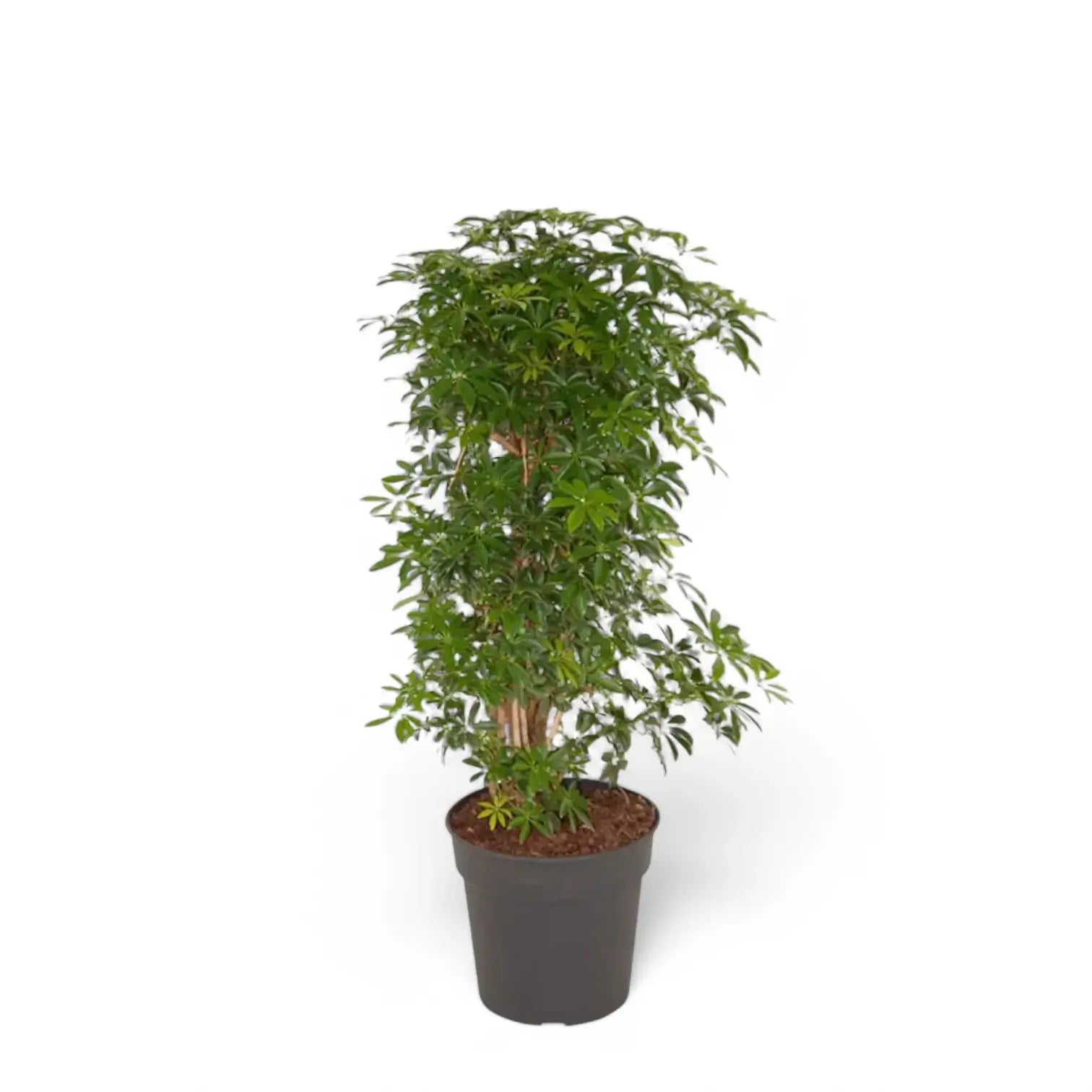 Heptapleurum arboricola 'Luseana' potted plant in nursery pot on white background.