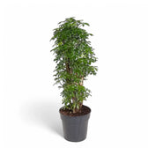Heptapleurum arboricola 'Luseana' potted plant in nursery pot on white background.
