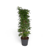 Heptapleurum arboricola 'Luseana' potted plant in nursery pot on white background.