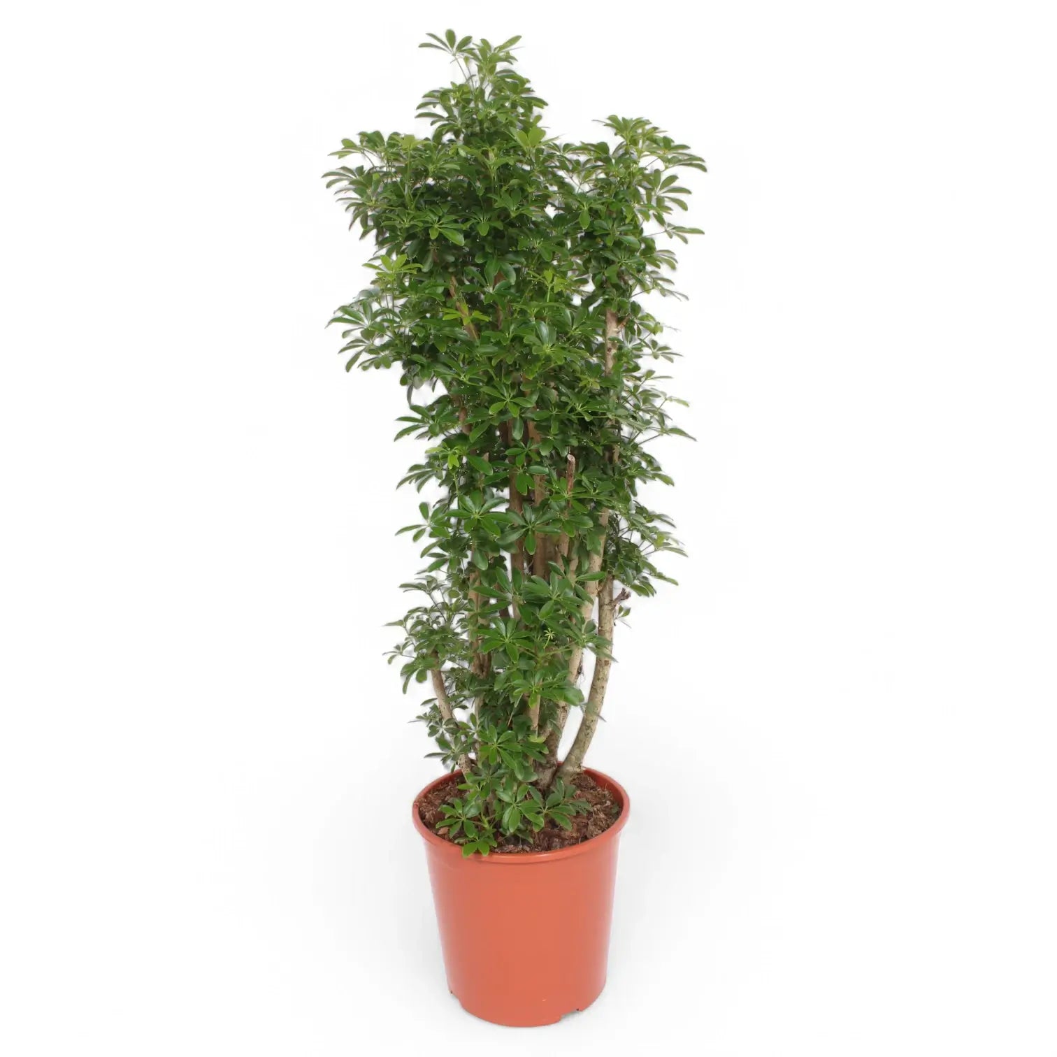 Heptapleurum arboricola 'Luseana' potted plant in nursery pot on white background.