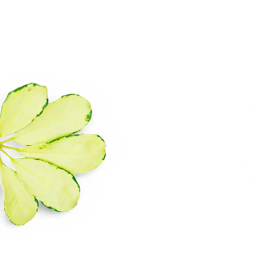 Heptapleurum arboricola 'Melanie' close-up of leaf on white background.