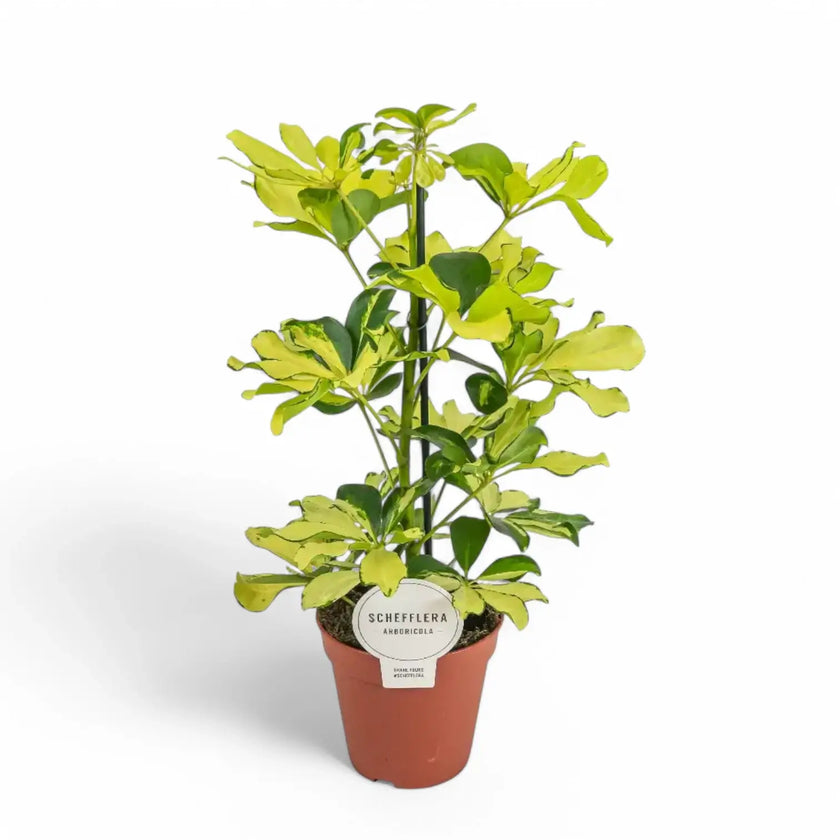 Heptapleurum arboricola 'Melanie' potted plant in nursery pot on white background.