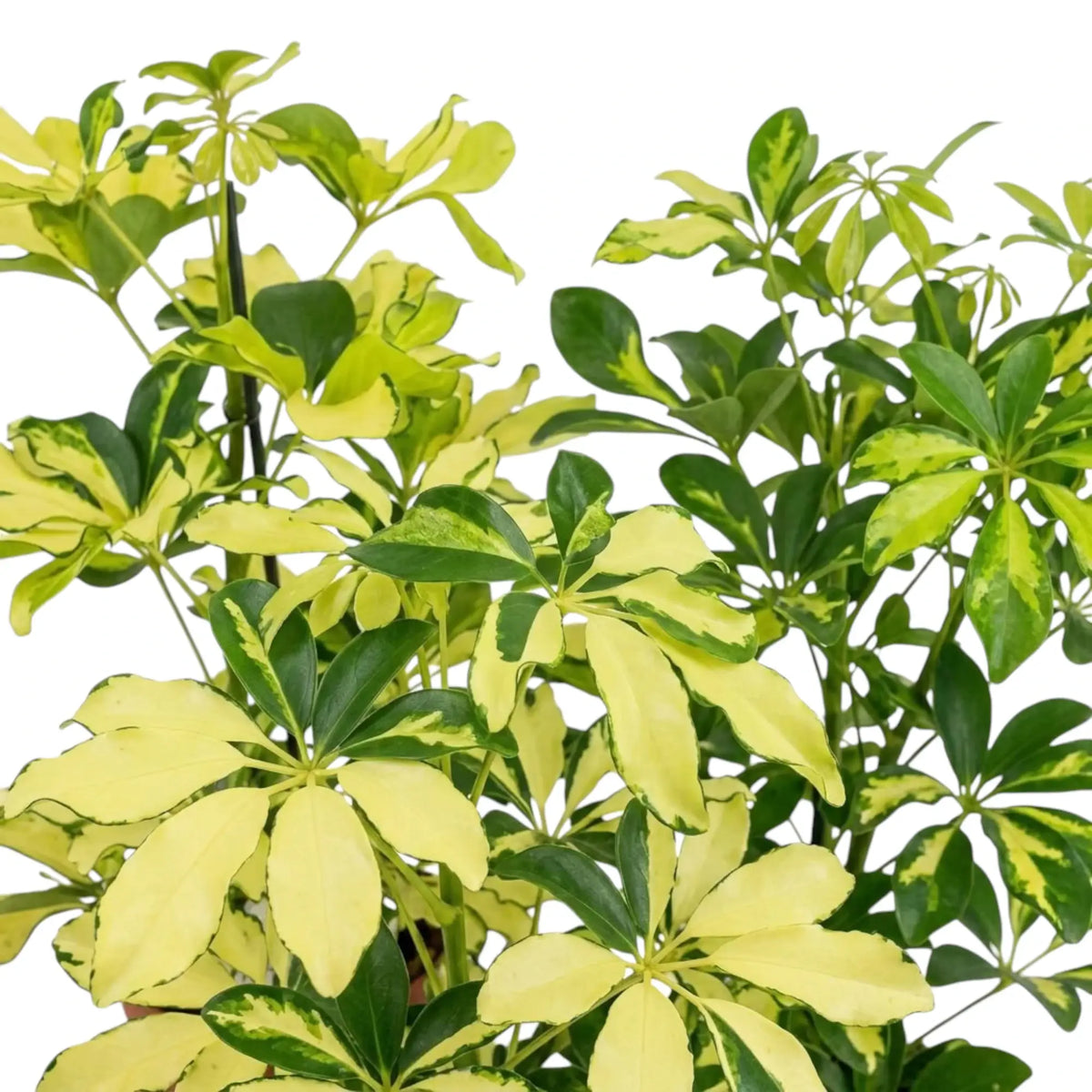Heptapleurum arboricola 'Charlotte' – Blattdetail mit strahlenförmigen Teilblättern und unregelmäßigen cremefarbenen Flecken