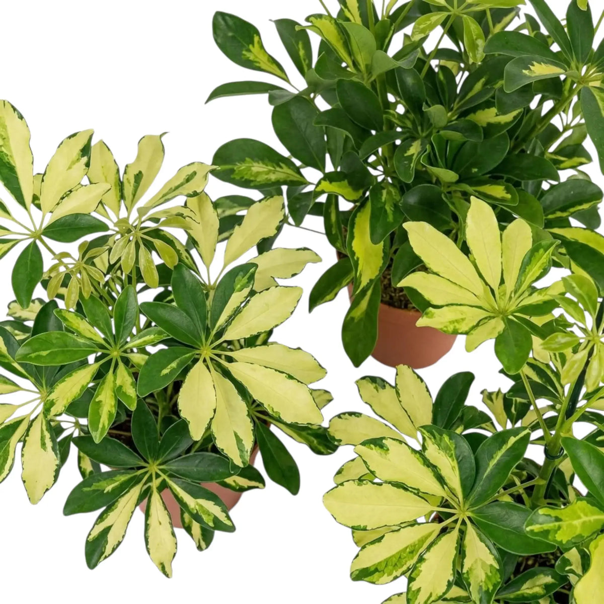 Heptapleurum 'Charlotte' – Blattdetail mit glänzenden ovalen Teilblättern in Grün und Cremegelb