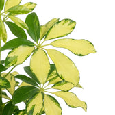 Heptapleurum 'Charlotte' – Nahaufnahme glänzender, cremefarben und grün panaschierter Teilblätter