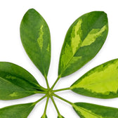 Gefingertes Blatt von Heptapleurum arboricola 'Gold Capella' mit unregelmäßigen gelben Flecken