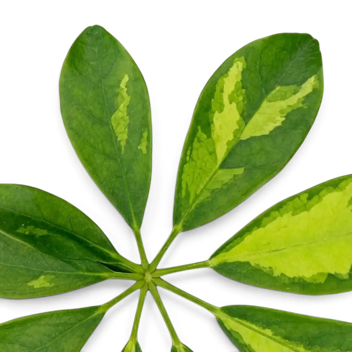 Gefingertes Blatt von Heptapleurum arboricola 'Gold Capella' mit unregelmäßigen gelben Flecken