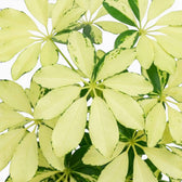 Blattdetail von Heptapleurum arboricola ‘Melanie’ mit glänzenden panaschierten Blättchen in schirmförmiger Anordnung