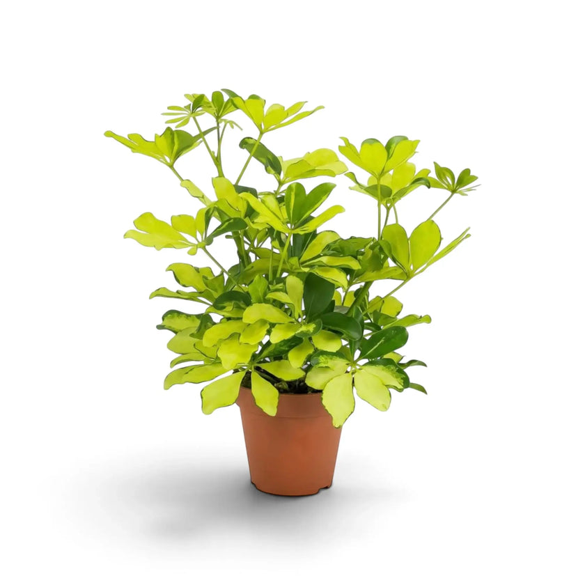 Heptapleurum arboricola ‘Melanie’ in a nursery pot, with bushy cream-and-green umbrella foliage