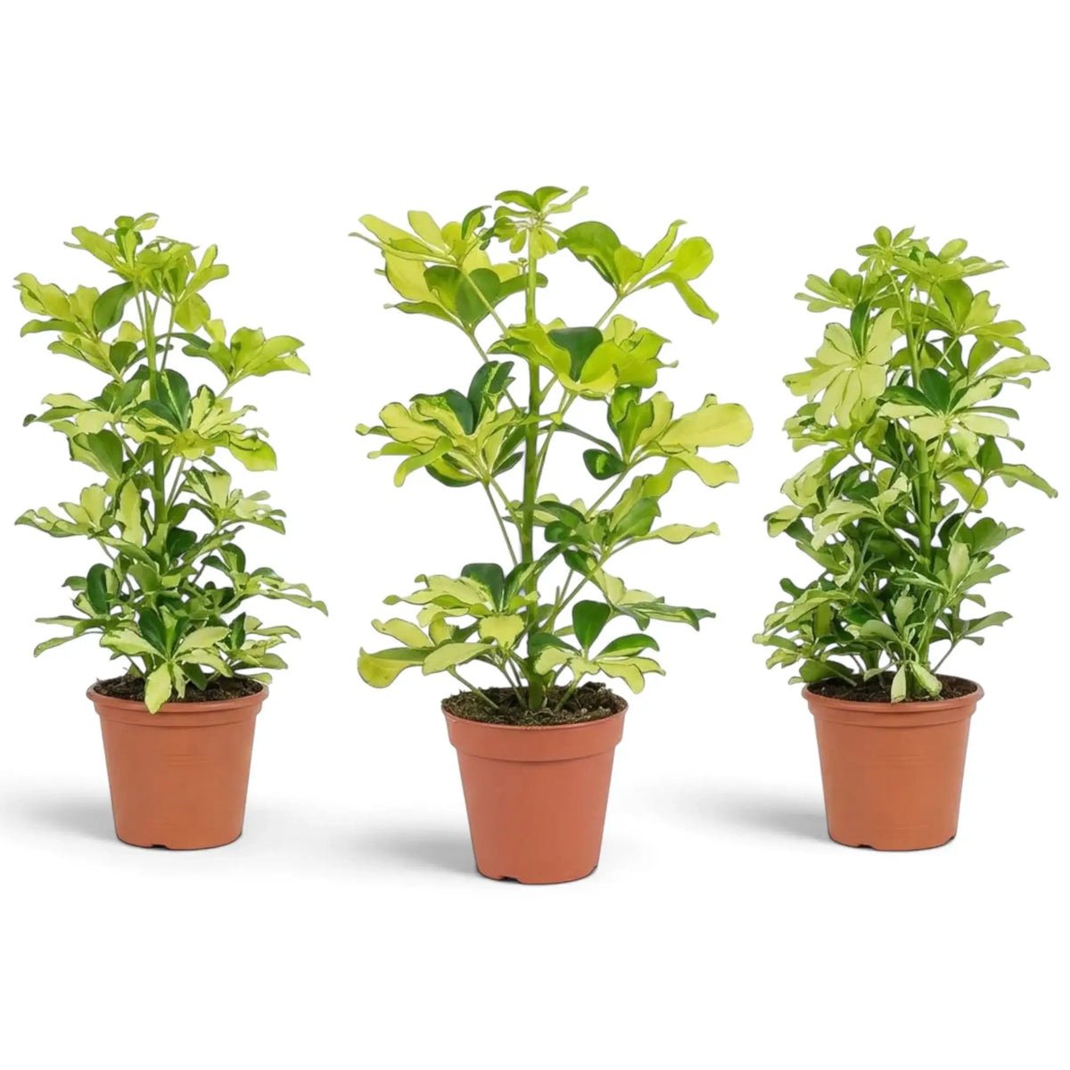 Heptapleurum arboricola ‘Melanie’ im Kulturtopf mit marmorierten Blättchen in Gelb, Creme und Dunkelgrün