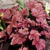 Heuchera micrantha 'Palace Purple' – Detailaufnahme.