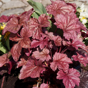 Heuchera micrantha 'Palace Purple' – Detailaufnahme.