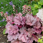 Heuchera micrantha 'Palace Purple' – Nahaufnahme.
