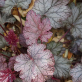 Heuchera micrantha 'Palace Purple' – Nahaufnahme.