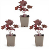 Heuchera micrantha 'Palace Purple' – Detailaufnahme der Pflanze.
