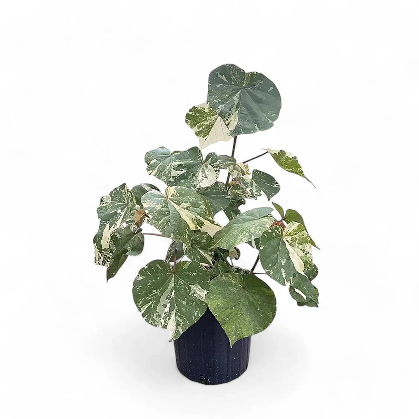 Hibiscus tiliaceus variegata potted plant in nursery pot on white background.