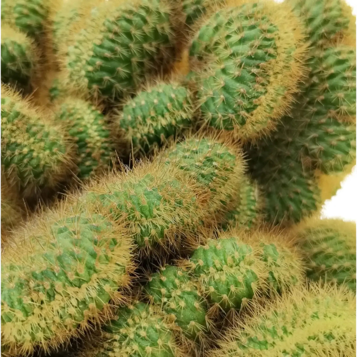Hildewintera aureispina f. crestata – Crested Golden Rat Tail