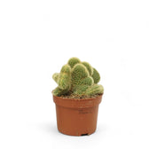 Hildewintera aureispina f. crestata potted plant in nursery pot on white background.