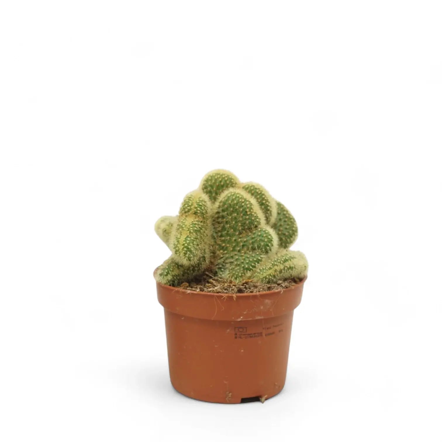 Hildewintera aureispina f. crestata potted plant in nursery pot on white background.