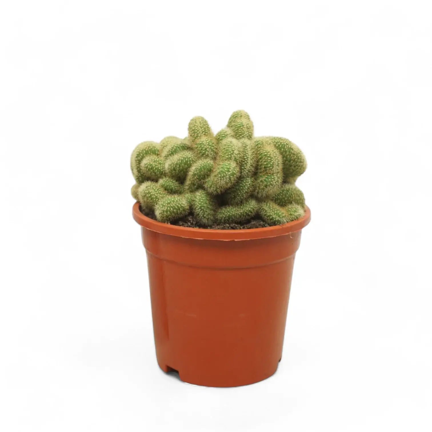 Hildewintera aureispina f. crestata potted plant in nursery pot on white background.