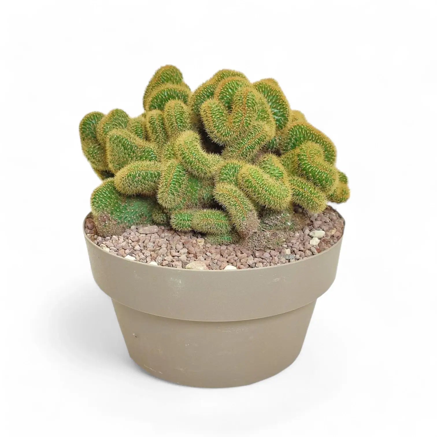 Hildewintera aureispina f. crestata potted plant in nursery pot on white background.