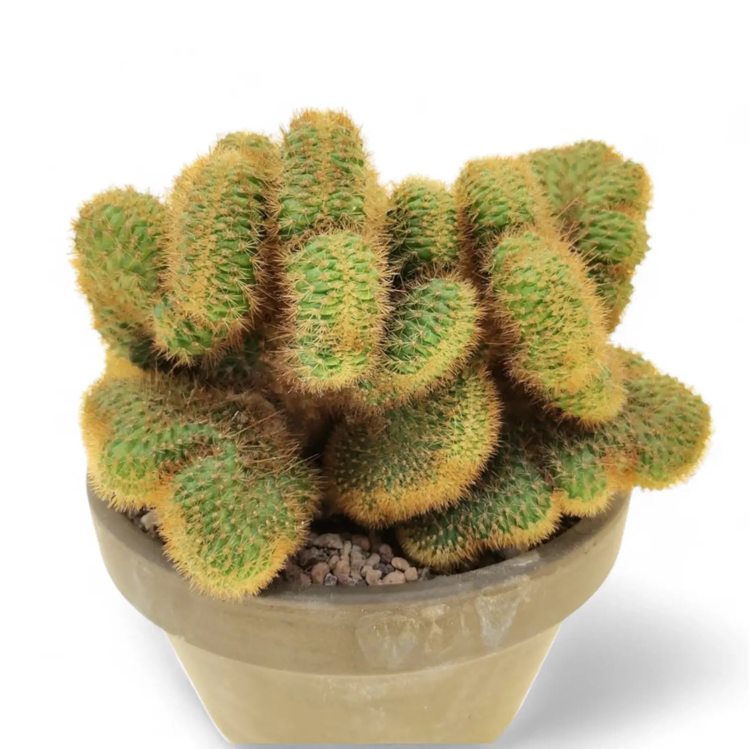 Hildewintera aureispina f. crestata potted plant in nursery pot on white background.